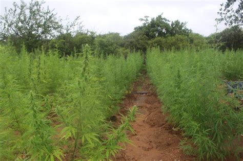 Pm Encontra Planta O De Cerca De Mil P S De Maconha No Piau