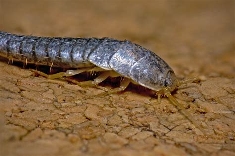 How to identify Silverfish | PestAdvisors.com