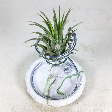 Gurme Bitki Tillandsia Ionantha Green M El Yap M Fiyat