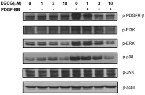 Effects Of Epigallocatechin Gallate Egcg On Pdgfr Pi K And Mapks