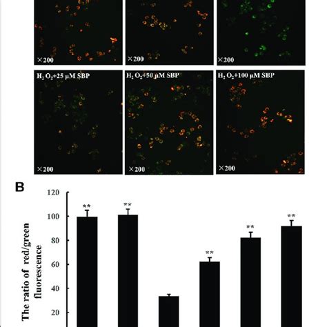 Effects Of Sbp On Morphology Of Mitochondrial Of Raw 2647 Cells