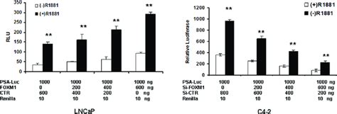 Foxm Regulates Psa Enhancer Promoter Activity In The Presence Or