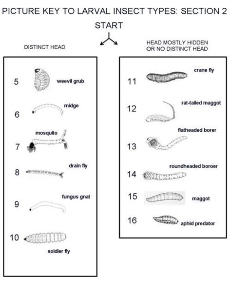 fungus gnat larvae life cycle - Johnson Langford