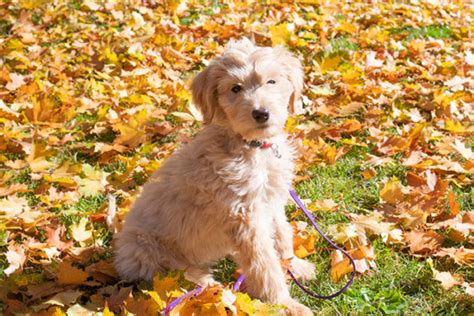 Goldendoodle Health Issues - What to Keep in Mind | Forever Freckled