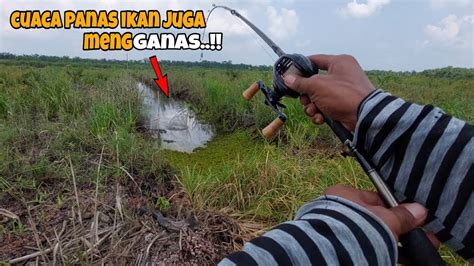 Nekaat Mancing Ikan Gabus Sendirian Disaat Cuaca Extrem YouTube