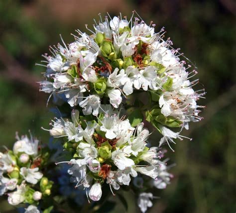 Origano Le 4 Specie Presenti In Italia Quando Si Raccoglie E Come