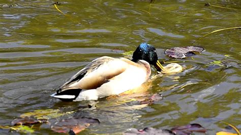 Mating Ducks Youtube