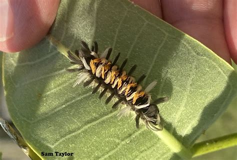 The other monarch caterpillar: Milkweed tussock moth, Euchaetes egle