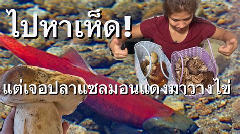 ไปหาเหดแตเจอปลาแซลมอนแดงมาวางไข YouTube