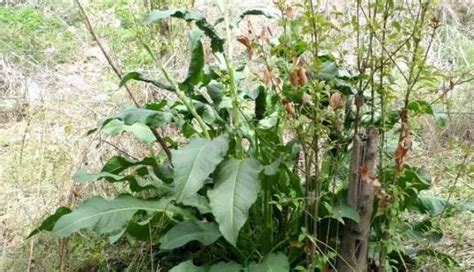 農村常見的野菜，以前人們非常嫌棄它，如今成為餐桌上的美食 每日頭條