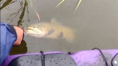 Caiaque Represa Billings Sp Traira Up Recorde Pessoal Youtube