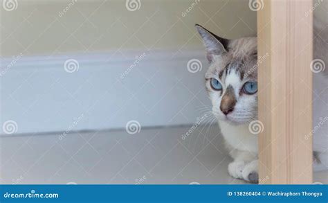 Cute Cat Under The Chair Stock Photo Image Of Outside 138260404