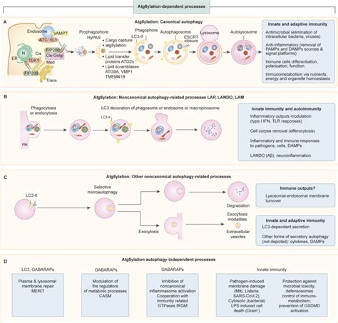 Atg Ylation And Its Cell Biological Manifestations Including Canonical