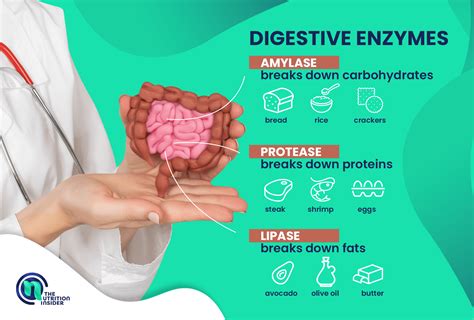 When To Take Digestive Enzymes 5 Benefits The Nutrition Insider