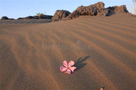 Even In The Desert Under The Scorching Sun Is Life Stock Photo - Image ...