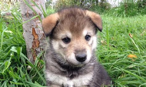 German Shepherd Husky Mix Puppies Colorado Puppy And Pets