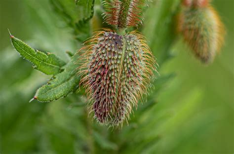 Maisvalmue Knopp Blomsterknopp Gratis foto på Pixabay