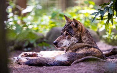 Naturschützer wollen gegen Abschuss des Wolfes in Oberbayern klagen