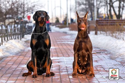 7 Razas de Perros Grandes con Pelo Corto Descúbrelas