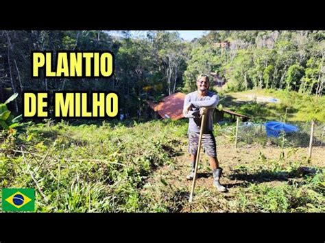 Fizemos um Cercado Plantio de Milho Fora da Época Desenvolvimento