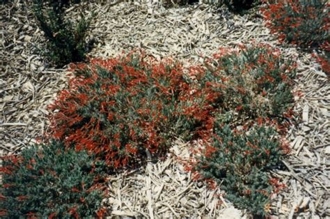 Epilobium Canum