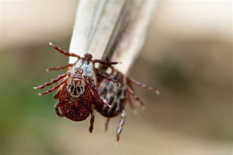 How To Get Rid Of Ticks In Your House