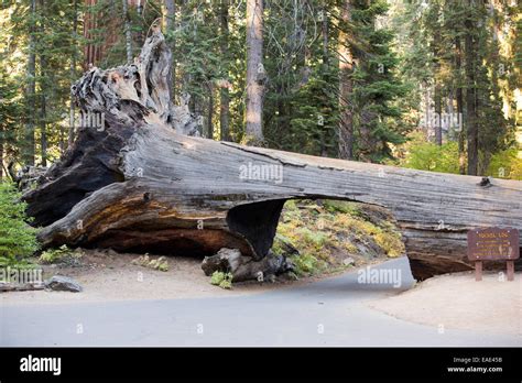 Tunnel log fallen giant redwood hi-res stock photography and images - Alamy