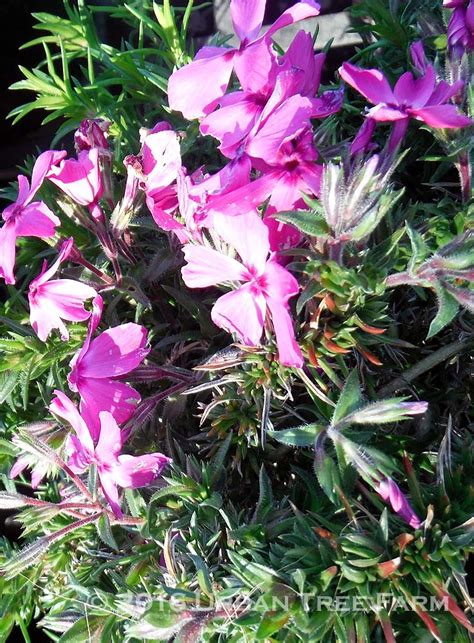 Phlox Subulata Red Wings Urban Tree Farm Nursery