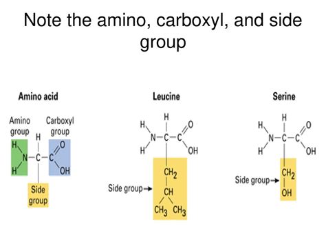 Aim How Are Proteins Important To Our Body Ppt Download