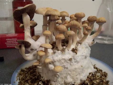 A Guide to Psilocybin Mushroom Grow Kits: Cultivating Magic at Home ...