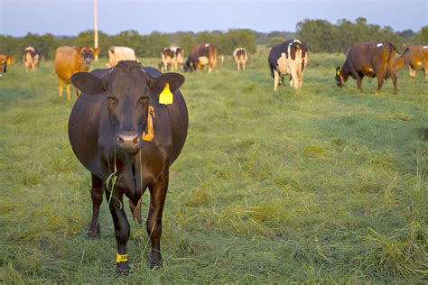 Dealing With Cattle Herd Anaplasmosis High Plains Journal