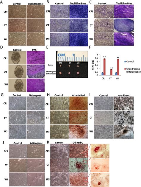 Multi Lineage Differentiation Of Huc Cells In Vitro A F Chondrogenic