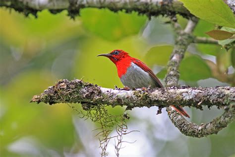 Sumatra Birding Tours, Indonesia - Birdwatching - Birdquest