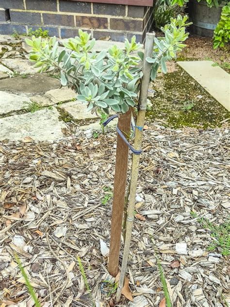 Eremophila Muelleriana Image John Elton Australian Plants Society