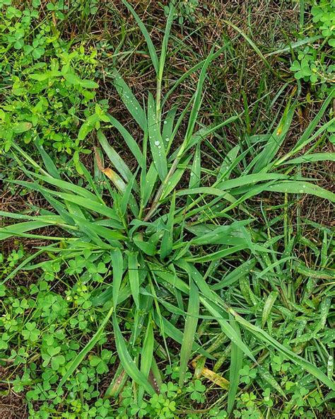 Common Lawn Weeds Artofit