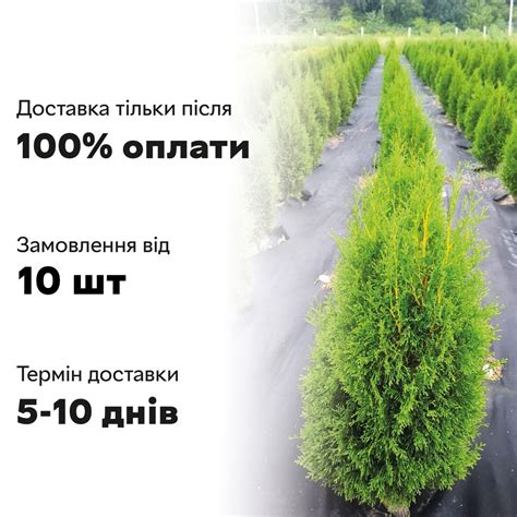 Купить Тую Западную 'Smaragd' 60-70 см - Пирамидальная Зеленая Туя для ...