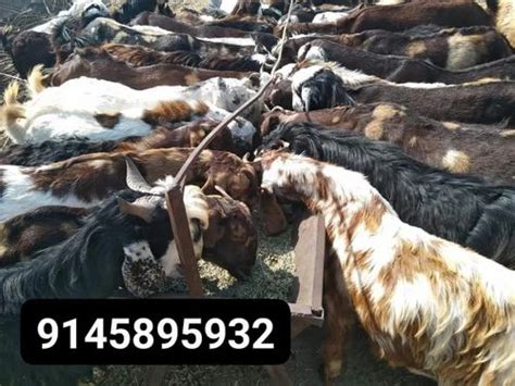 Male Sirohi Cutting Goat Meat At Rs 240 Kg In Ajmer ID 2852835057048