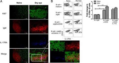 Il 17 Augments B Cell Activation In Ocular Surface Autoimmunity The