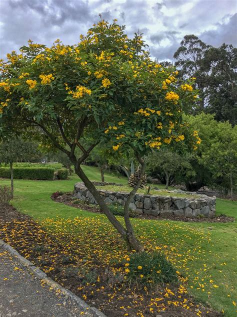 Cuenca Ecuador River Walk Yellow Tree | AmeliaAndJP.com