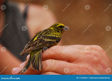 Wild Canary Bird Stock Photos - Download 2,262 Royalty Free Photos