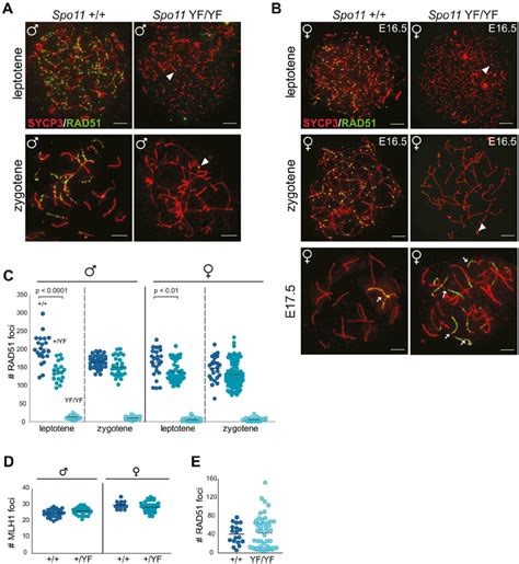 SPO11 Dependent And Independent RAD51 Foci In Mouse Meiocytes AC