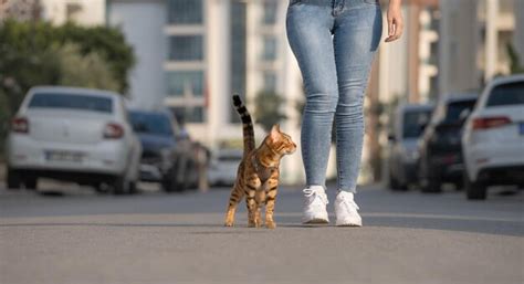 El gato doméstico y su dueño caminan juntos por la calle de la ciudad