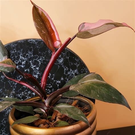 8 Burgundy Princess Philodendron Melikeremoni