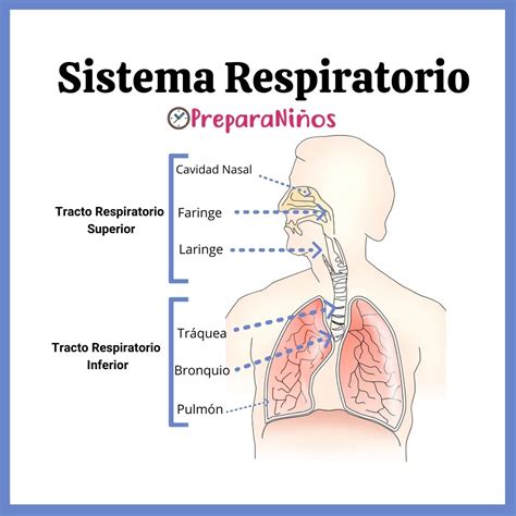 Sistema Respiratorio para Niños Explicación para Primaria