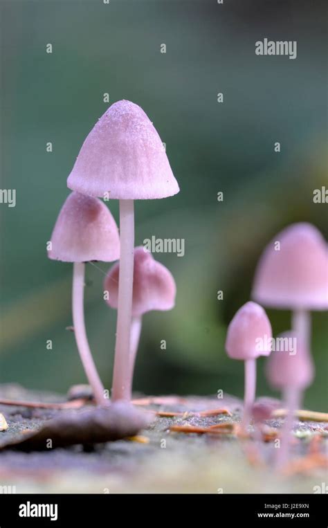 Pink Gilled Mushrooms Hi Res Stock Photography And Images Alamy