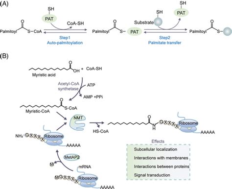 The Process Of Spalmitoylation And Nmyristoylation A The