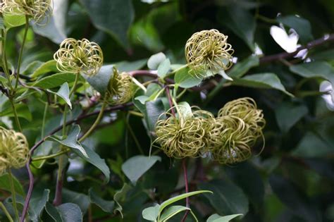 Clematis texensis, Clematis, Scarlet clematis