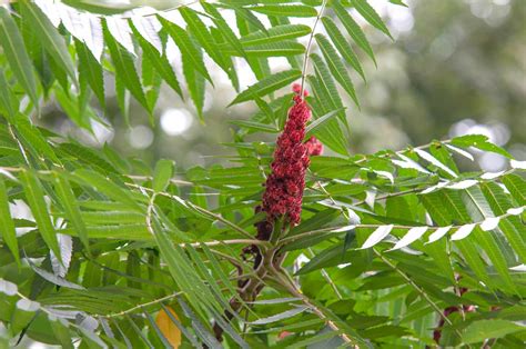 How To Grow And Care For Smooth Sumac