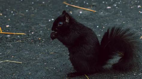 Black Squirrel Spiritual Meaning & Symbolism - Spirituality Vision