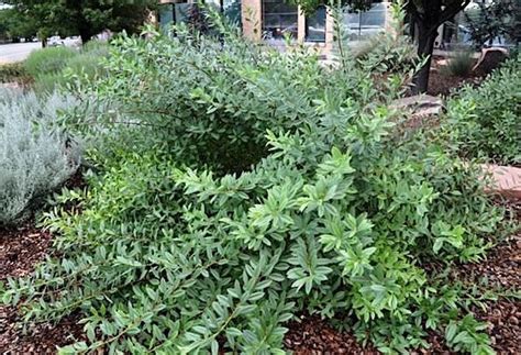 Western Sand Cherry Prunus Pumila Var Besseyi Canada